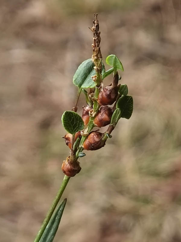 Persicaria vivipara en fleurs dans les pelouses alpines des Alpes
